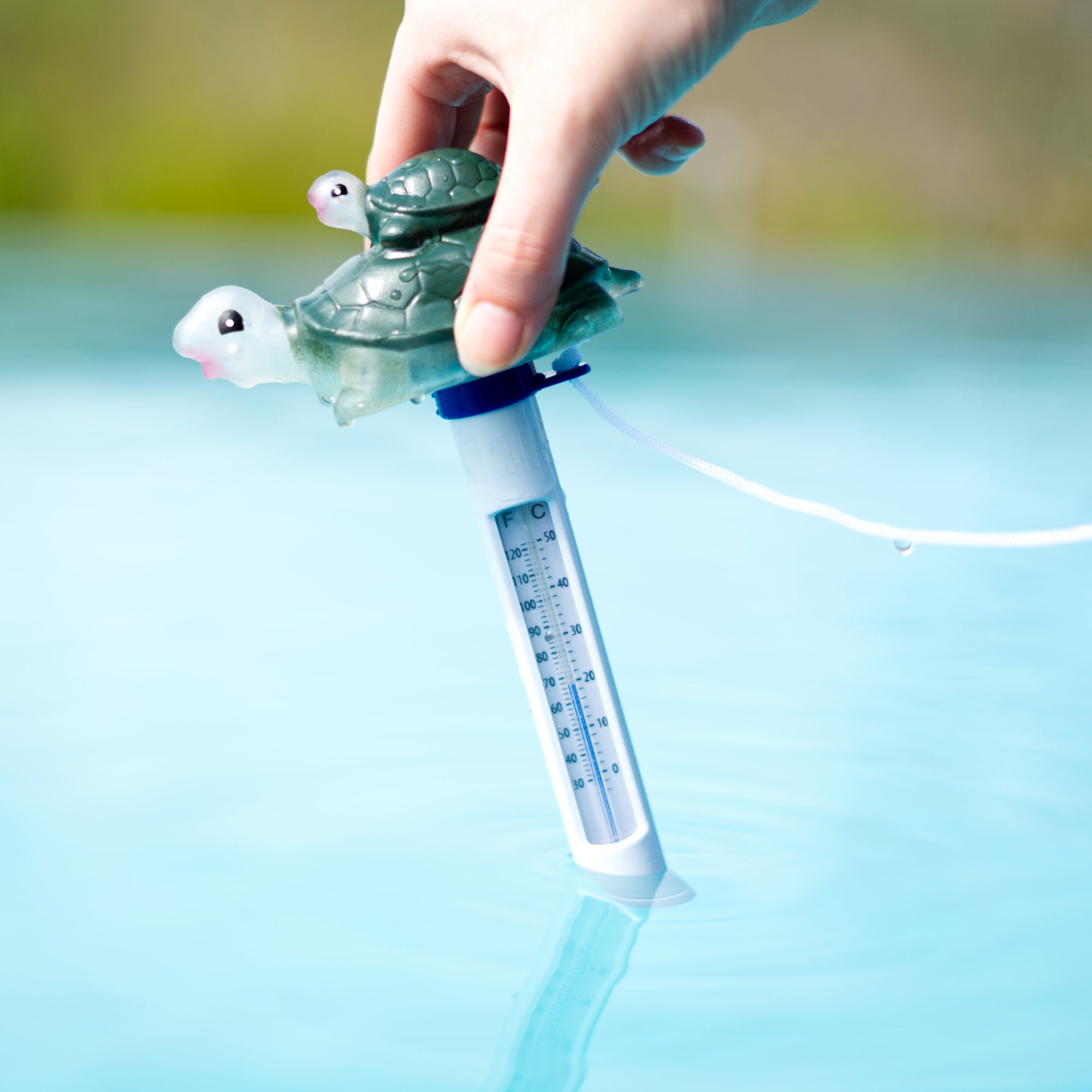 thermomètre de piscine, flottant, tortue