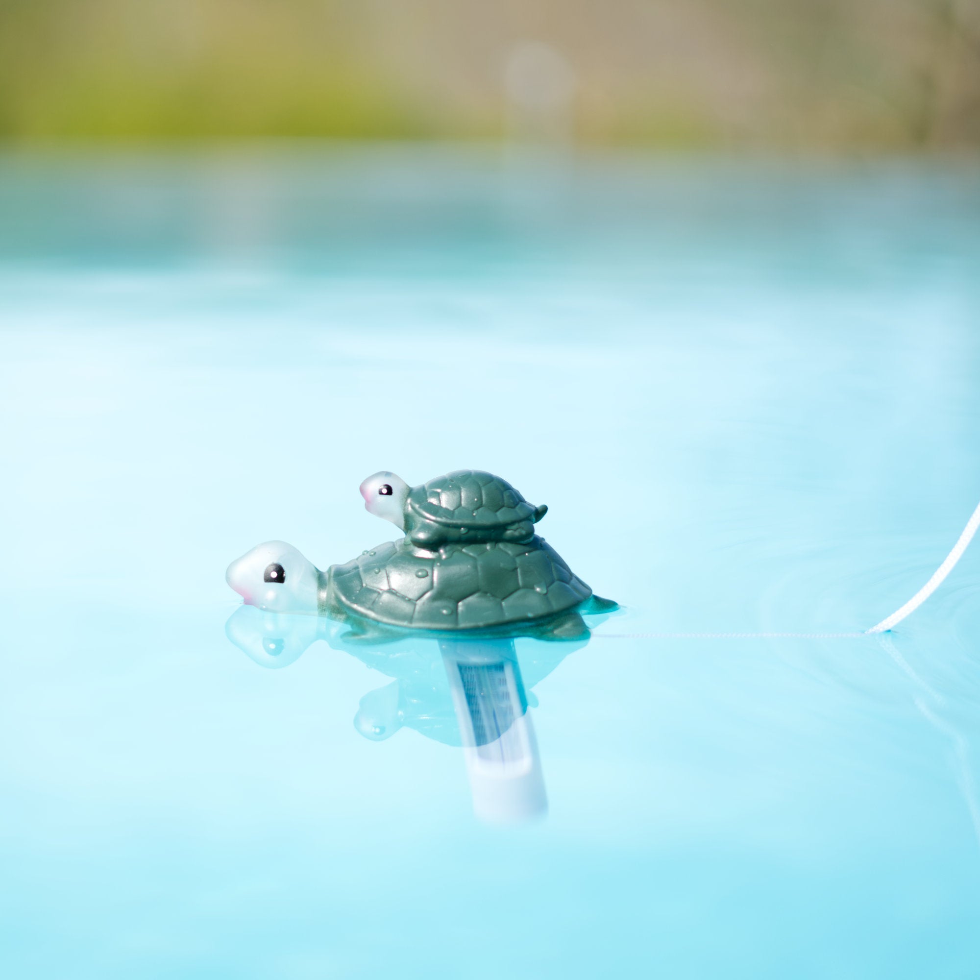 thermomètre de piscine, flottant, tortue